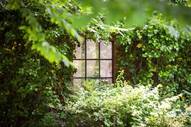 Window almost hidden behind greenery. Photo.