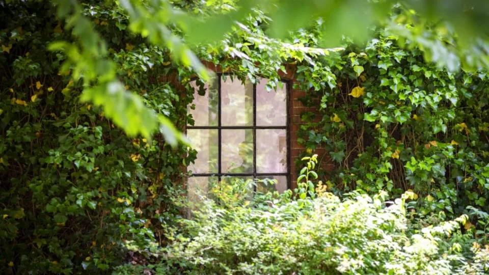 Window almost hidden behind greenery. Photo. 