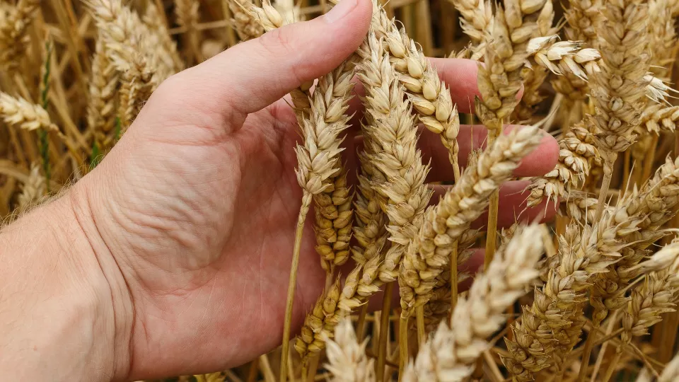 wheat agriculture