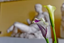 Greek statue with flowers in foreground. Photo. 
