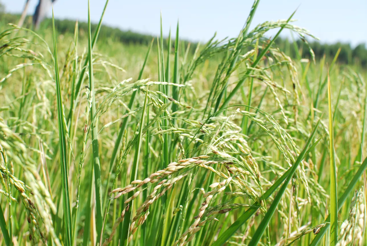Wheat field. Photo.