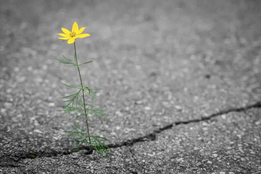 Flower growing in asphalt. Photo.