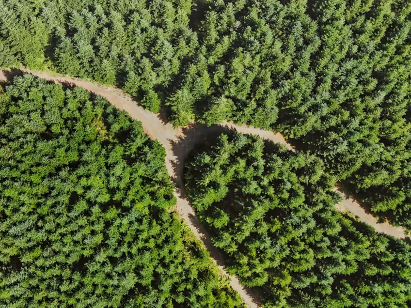 Green thick forest from above with sandy crossroad. Photo.