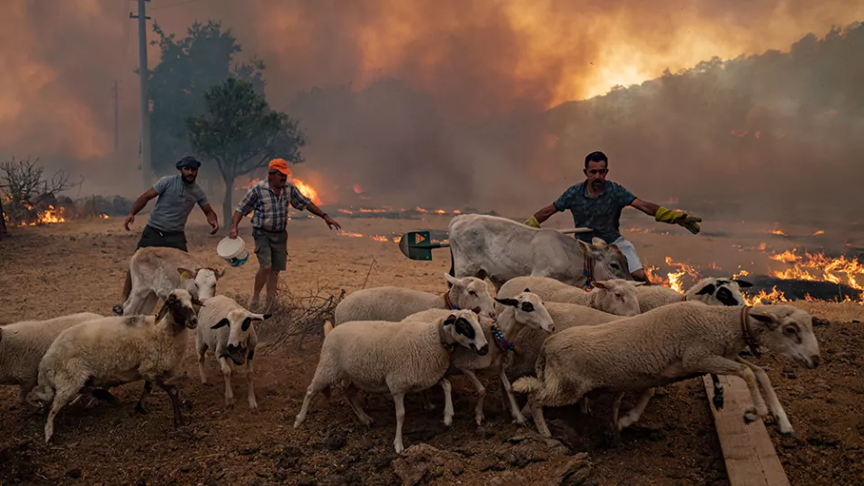 två män försöker rädda djur från en skogsbrand i Turkiet. Foto
