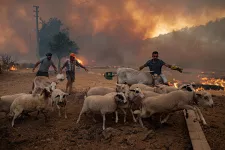 två män försöker rädda djur från en skogsbrand i Turkiet. Foto