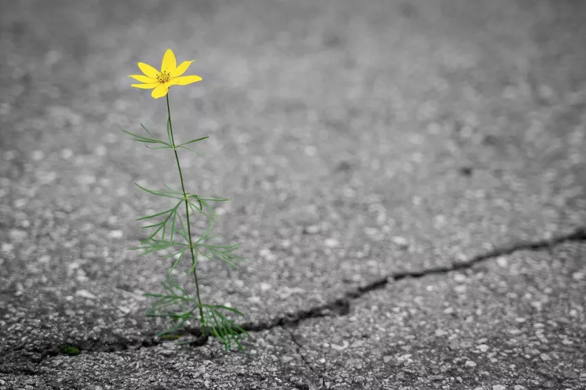 Blomma växer i asfalt. Foto.